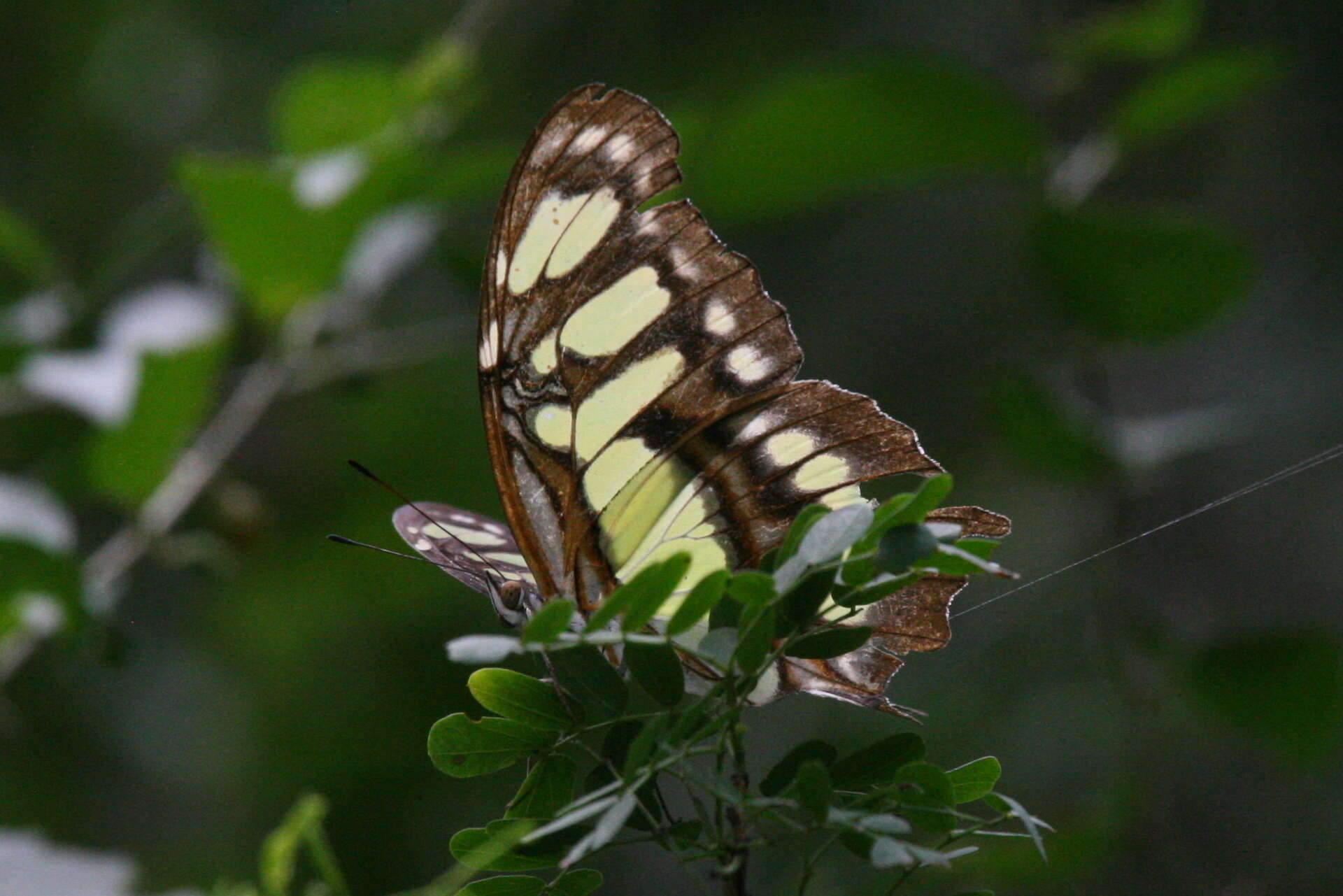 Image de Siproeta stelenes