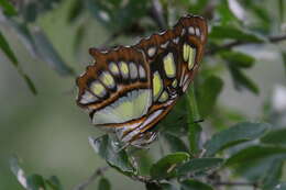 Image de Siproeta stelenes