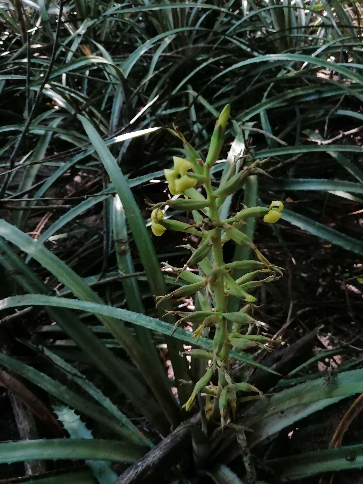 Слика од Bromelia palmeri Mez