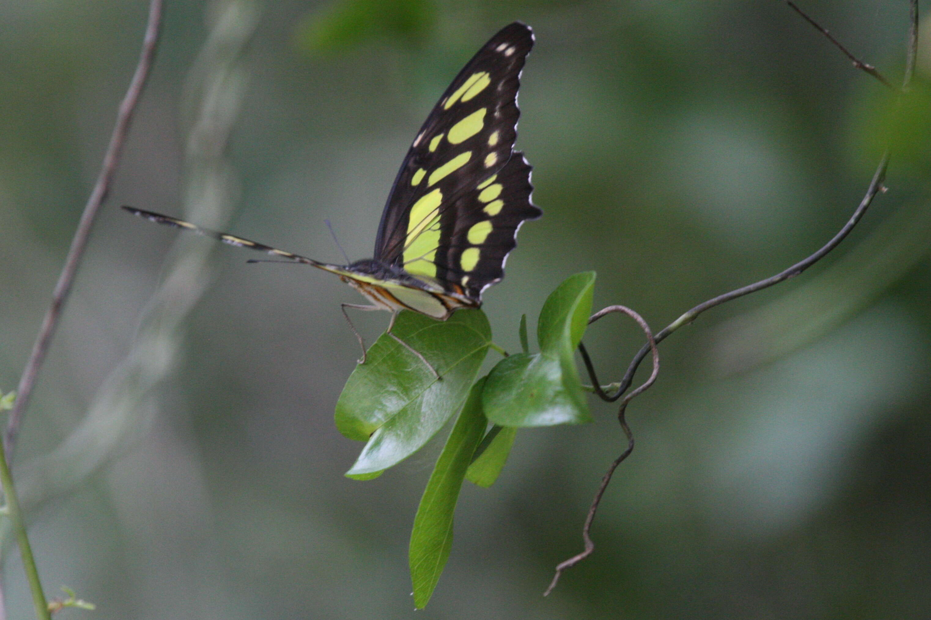 Image de Siproeta stelenes