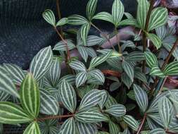 صورة Peperomia tetragona Ruiz & Pav.