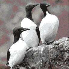 Image of Brünnich's Guillemot