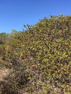 Image of Arctostaphylos purissima subsp. purissima