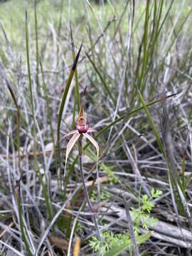 Image of Wimmera spider orchid