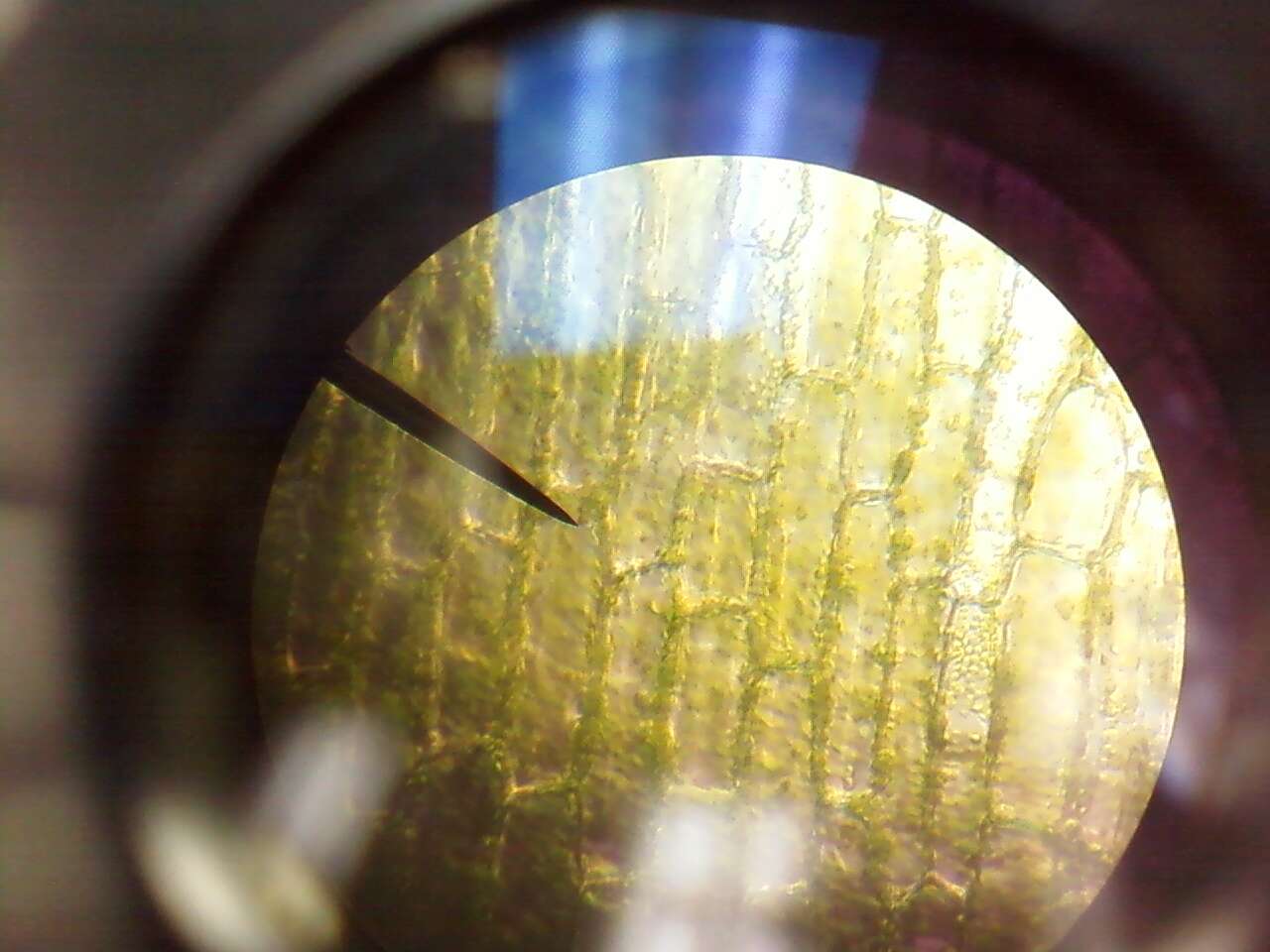 Image of American Pondweed