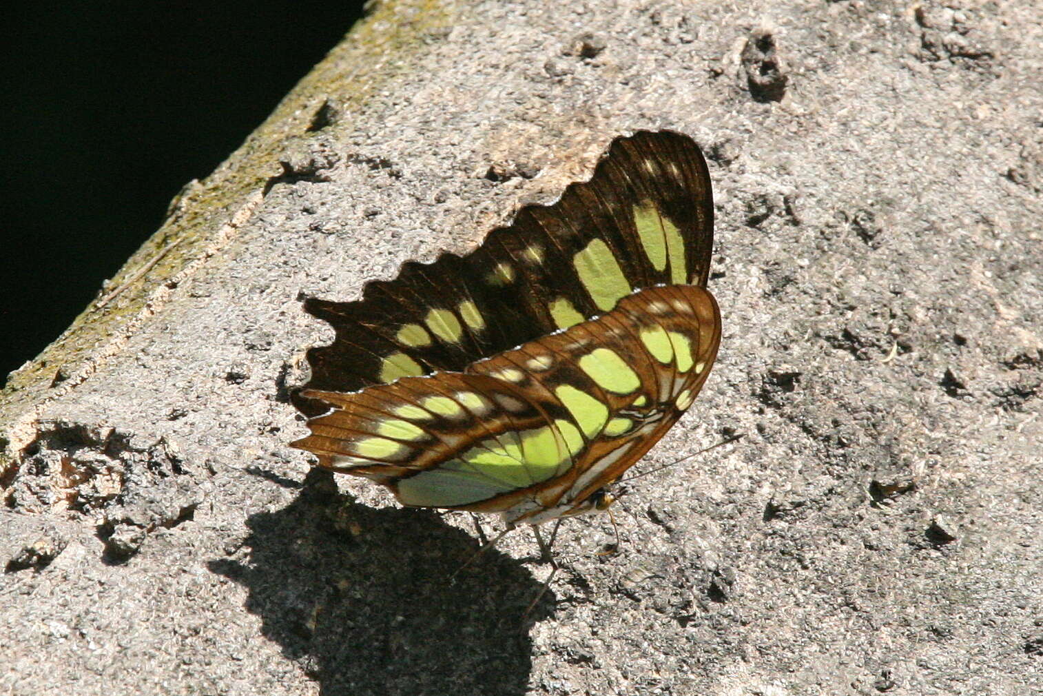 Image de Siproeta stelenes