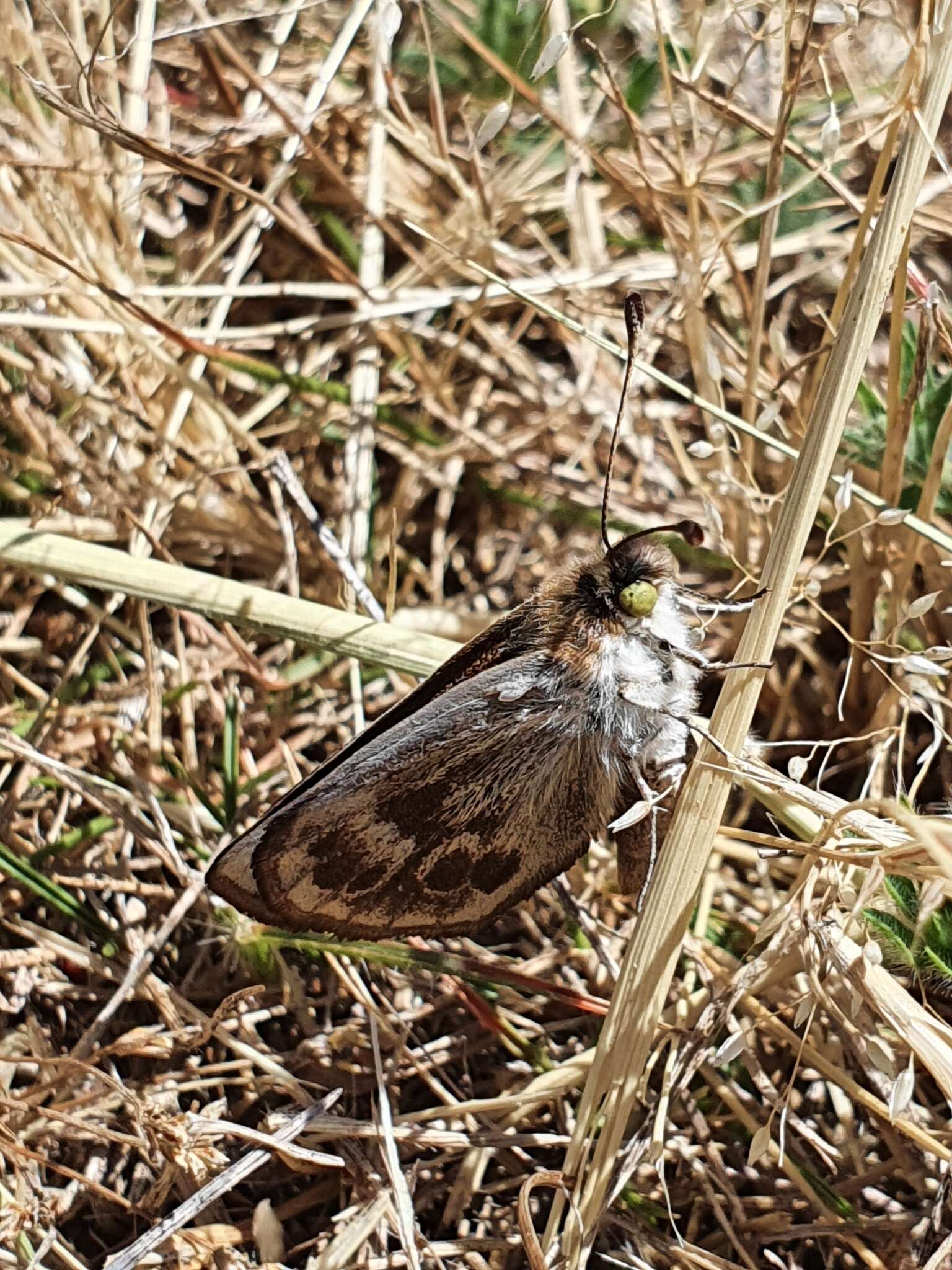 Image of Synemon plana Walker 1854