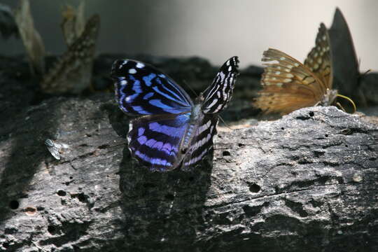 Image of Mexican Bluewing