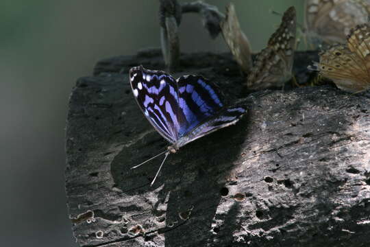 Image of Mexican Bluewing