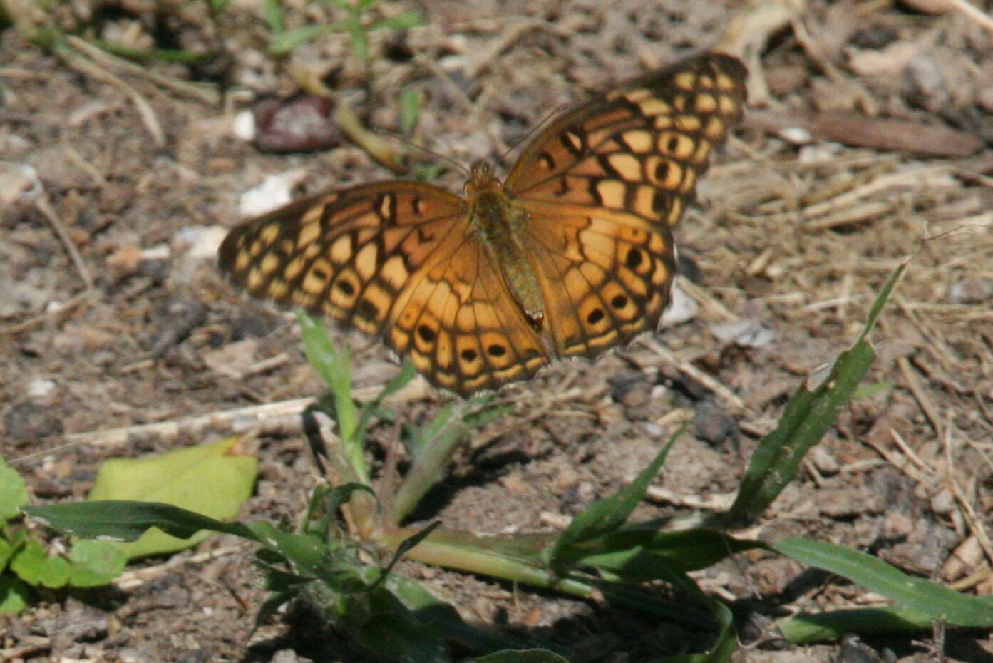 Image of Variegated Fritillary