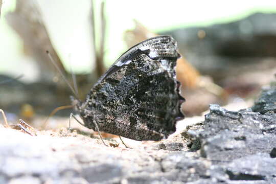 Image of Mexican Bluewing