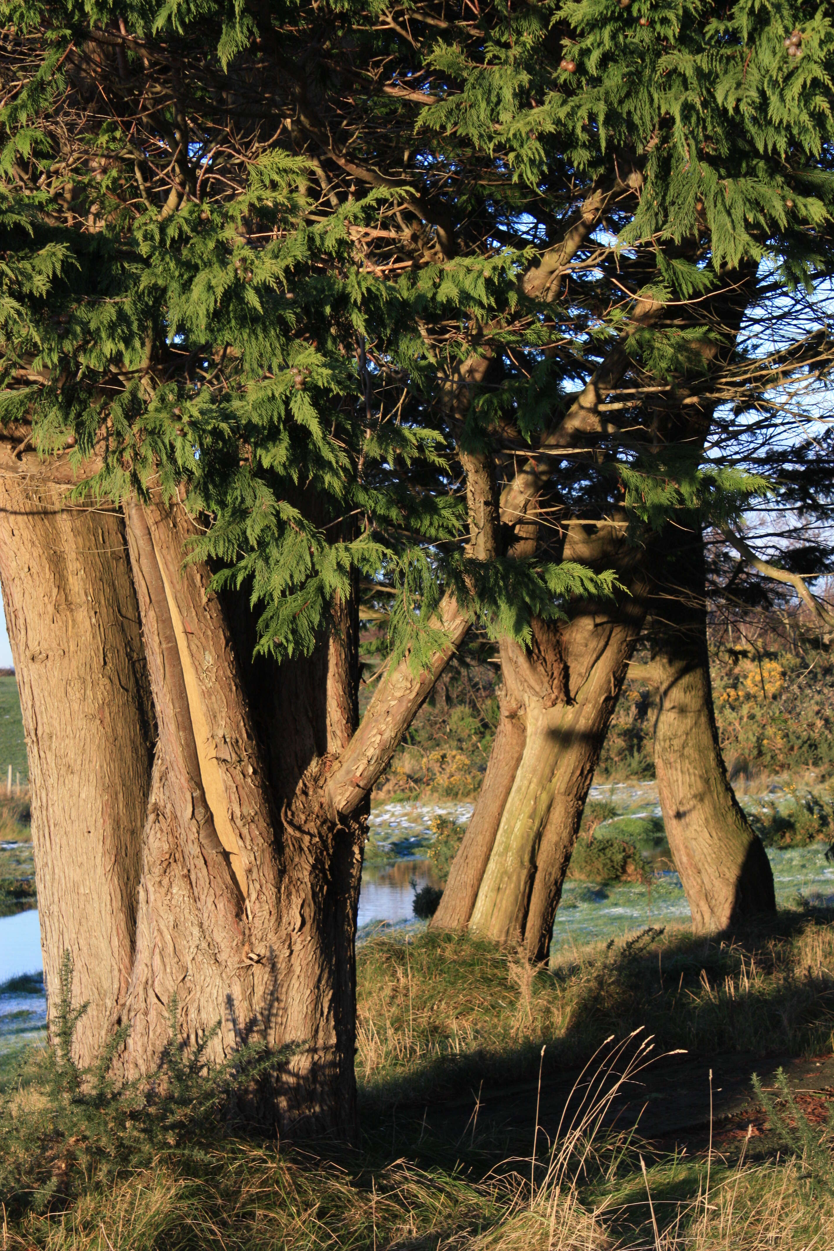 Image of Cupressus × leylandii