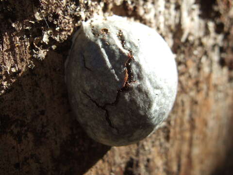 Image of Reticularia lycoperdon