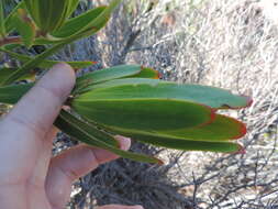 Image de Leucadendron laureolum (Lam.) Fourc.