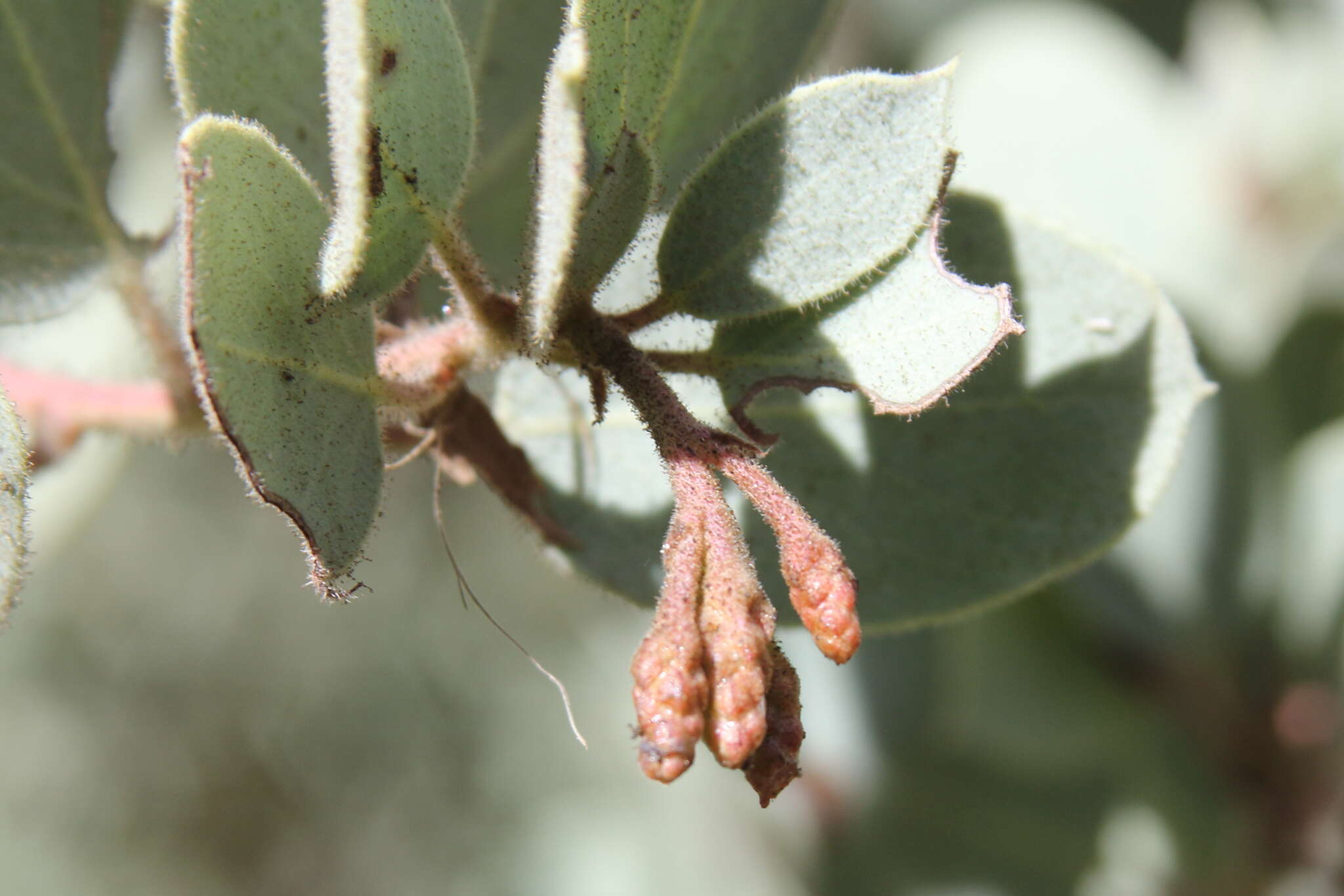 Image of Mariposa manzanita