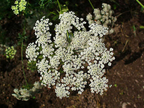 Imagem de Ammi majus L.