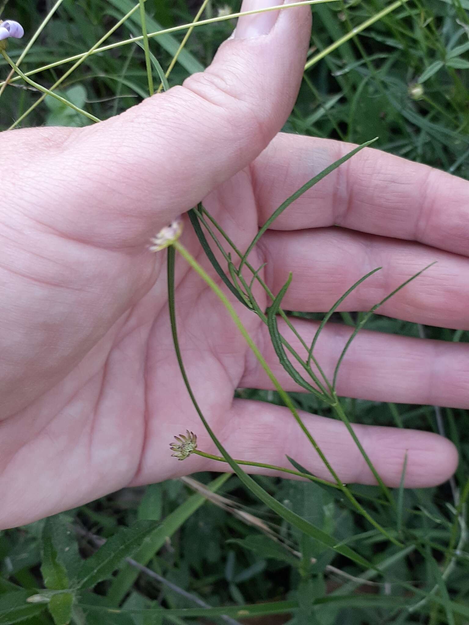 Image of Brachyscome graminea (Labill.) F. Müll.