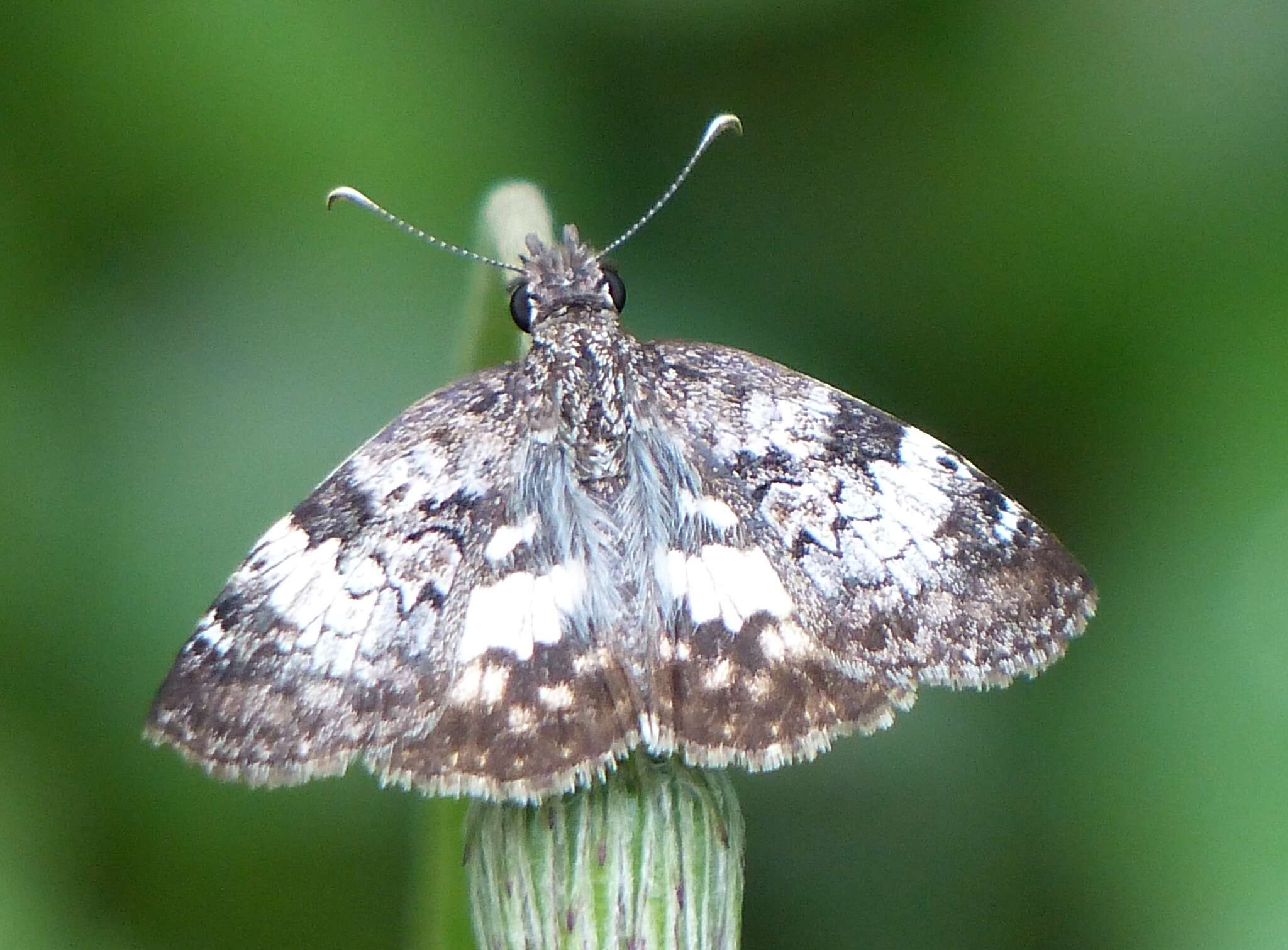 Image of Chiomara asychis autander Mabille 1891