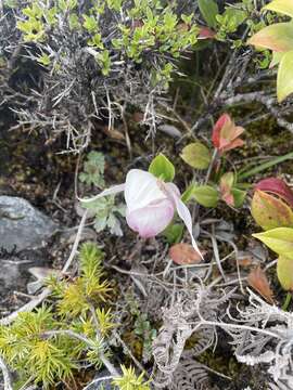 Image of Cypripedium taiwanalpinum