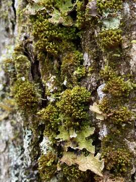 Image of zygodon moss