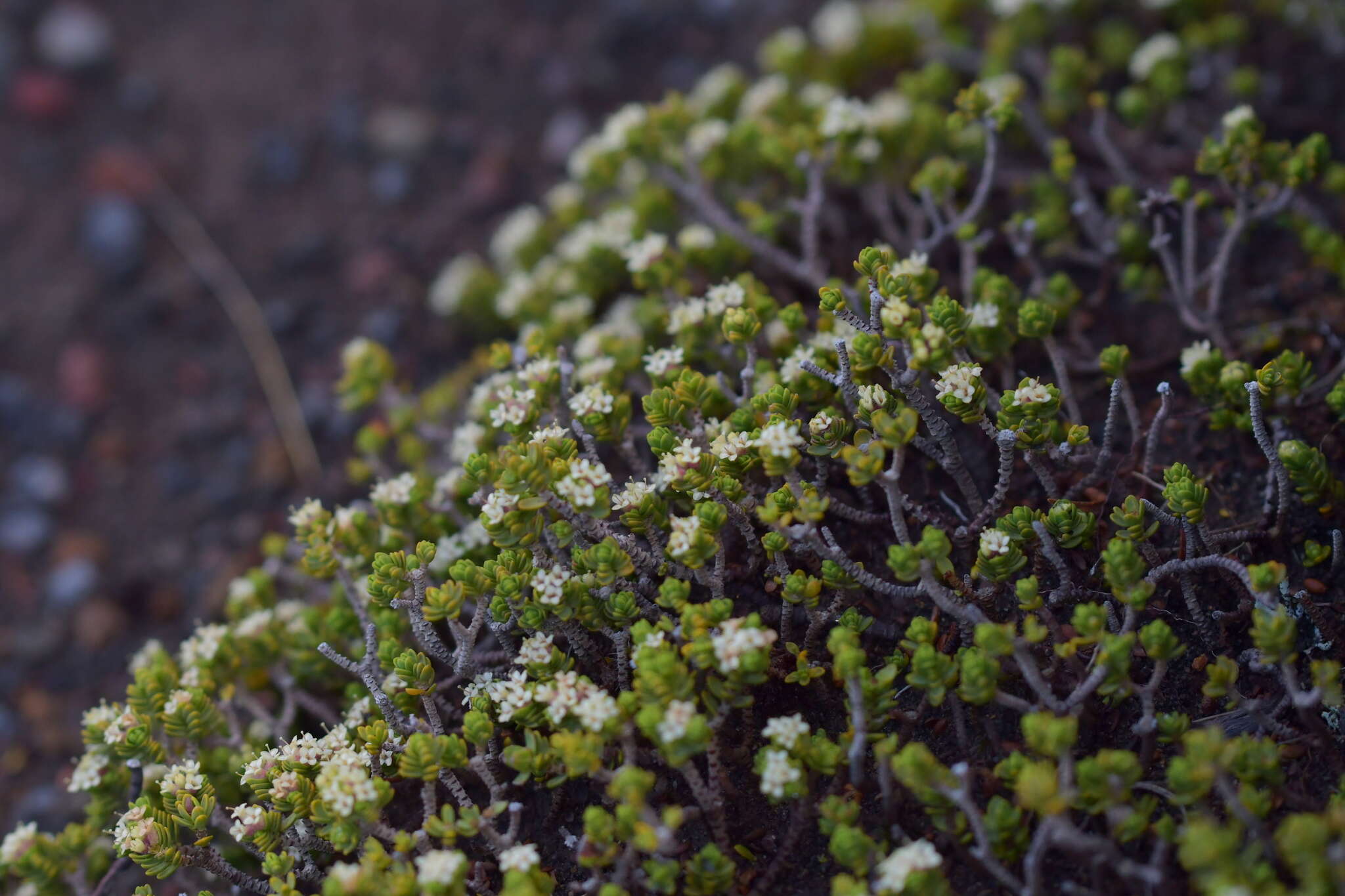 Image of Pimelea prostrata var. alpina Cheesem.