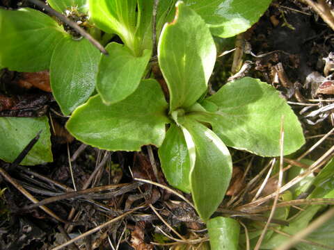 Image of Calceolaria uniflora Lam.