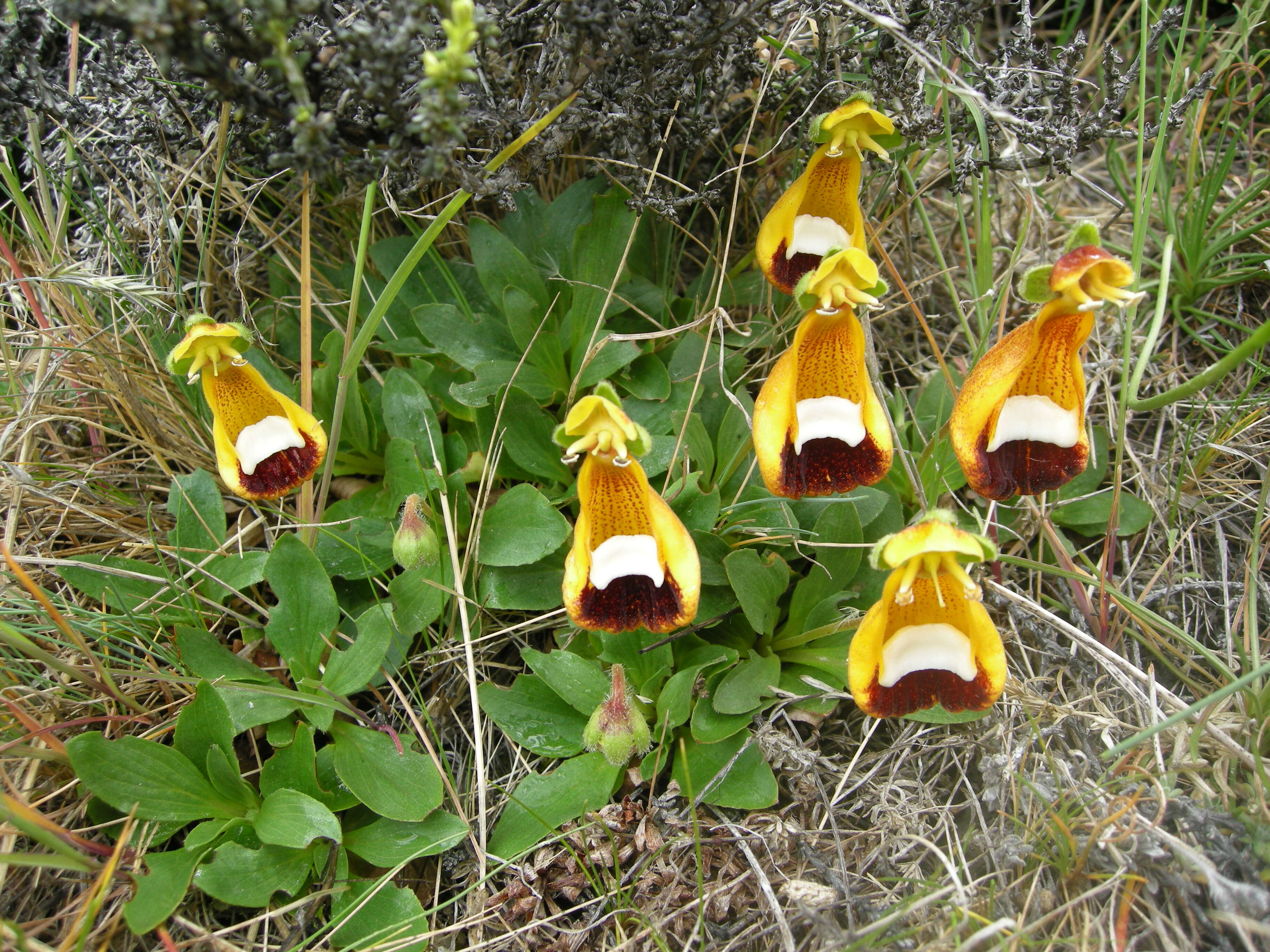 Image of Calceolaria uniflora Lam.