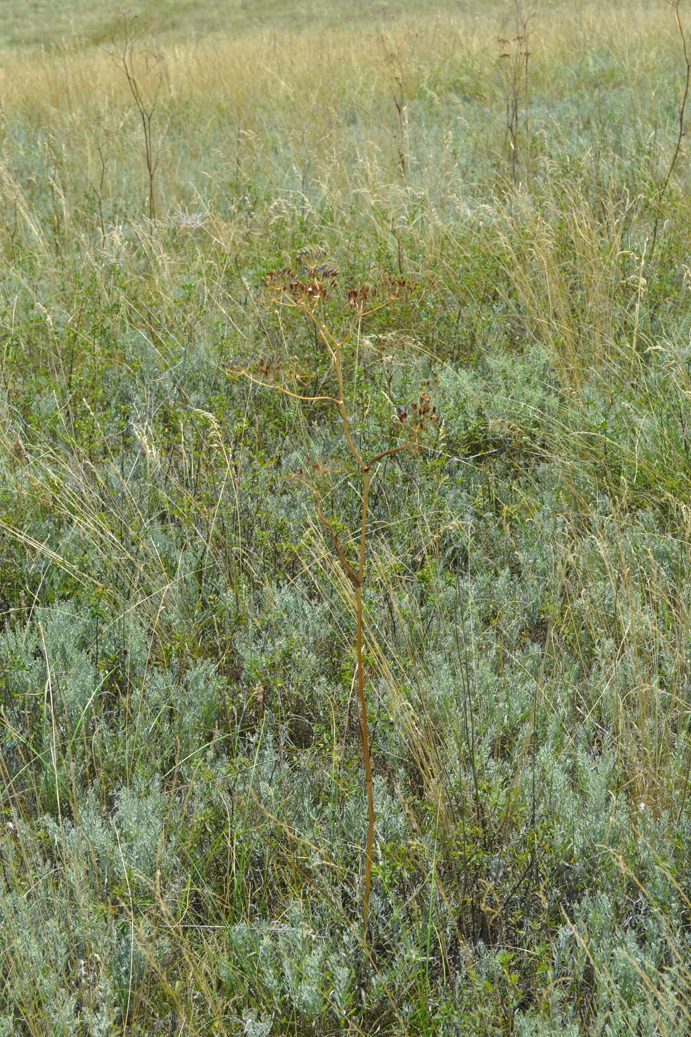 Image of Ferula tatarica Fischer ex Sprengel