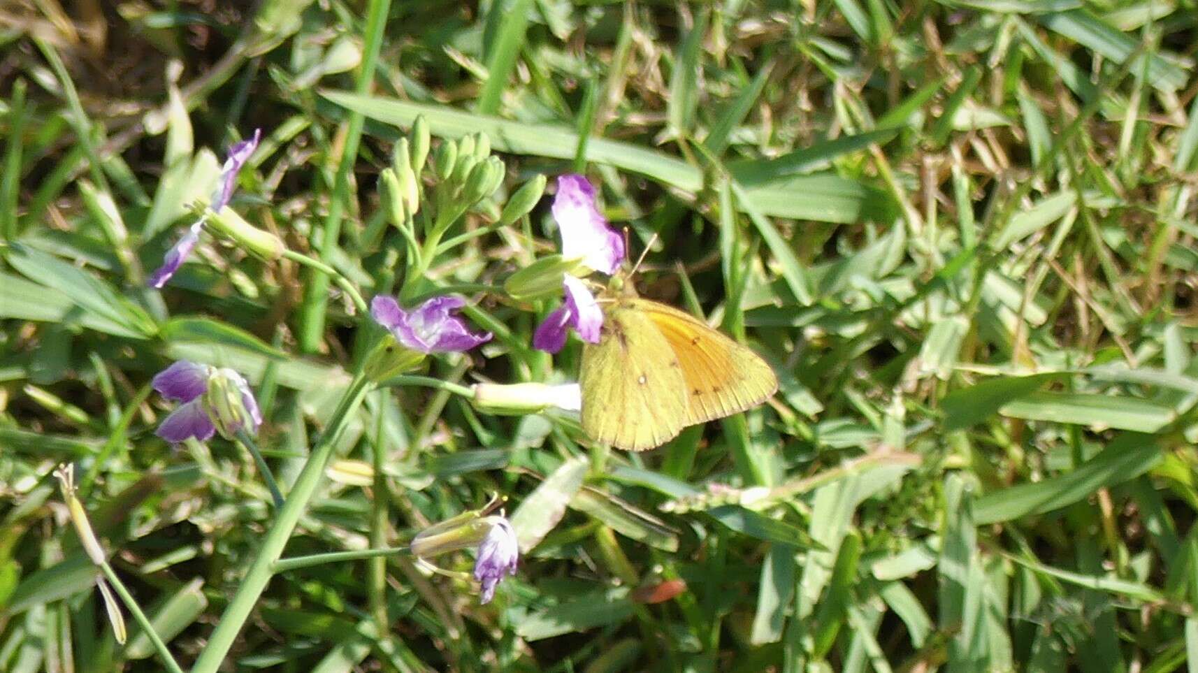 Colias vauthierii vauthierii的圖片