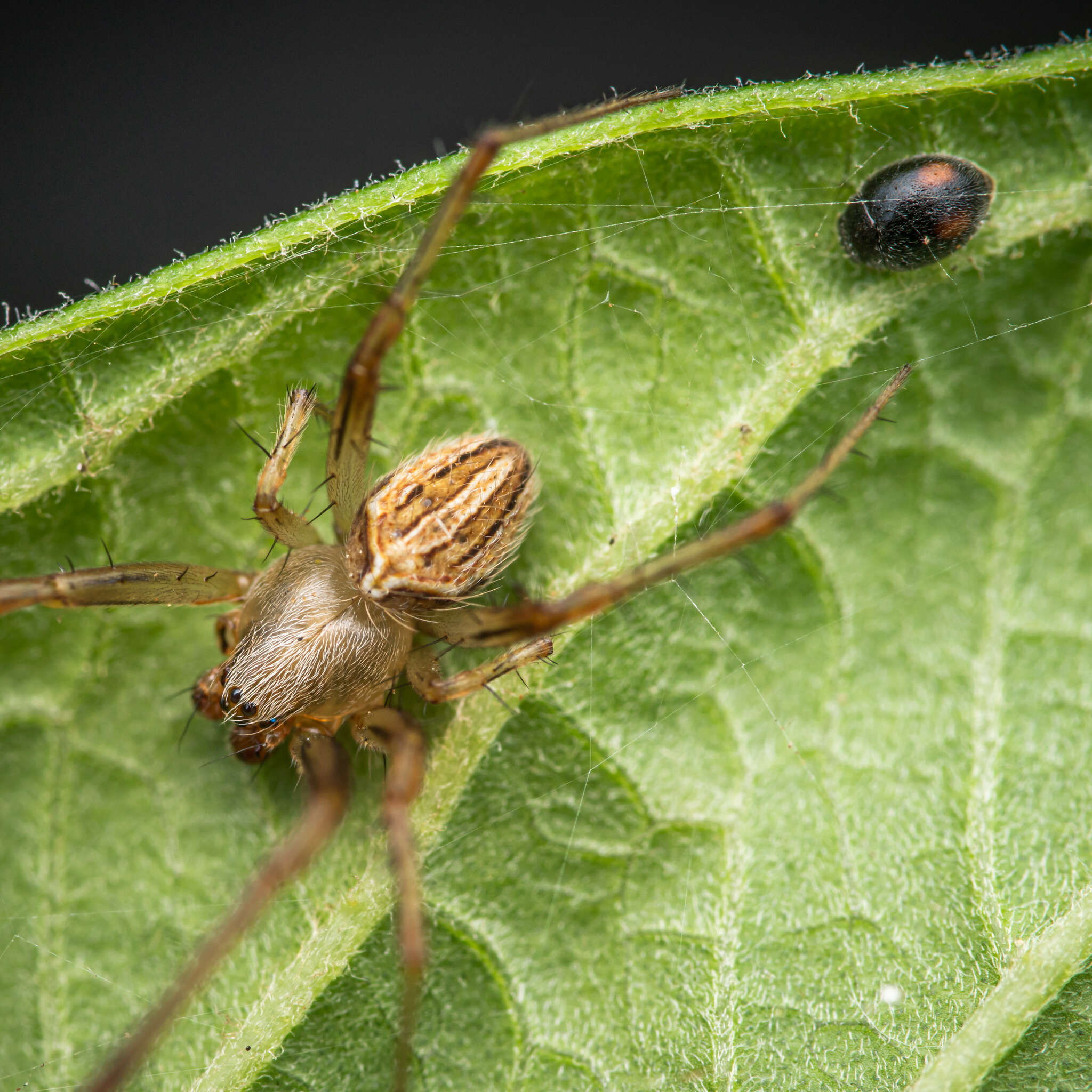 Image of Neoscona molemensis Tikader & Bal 1981