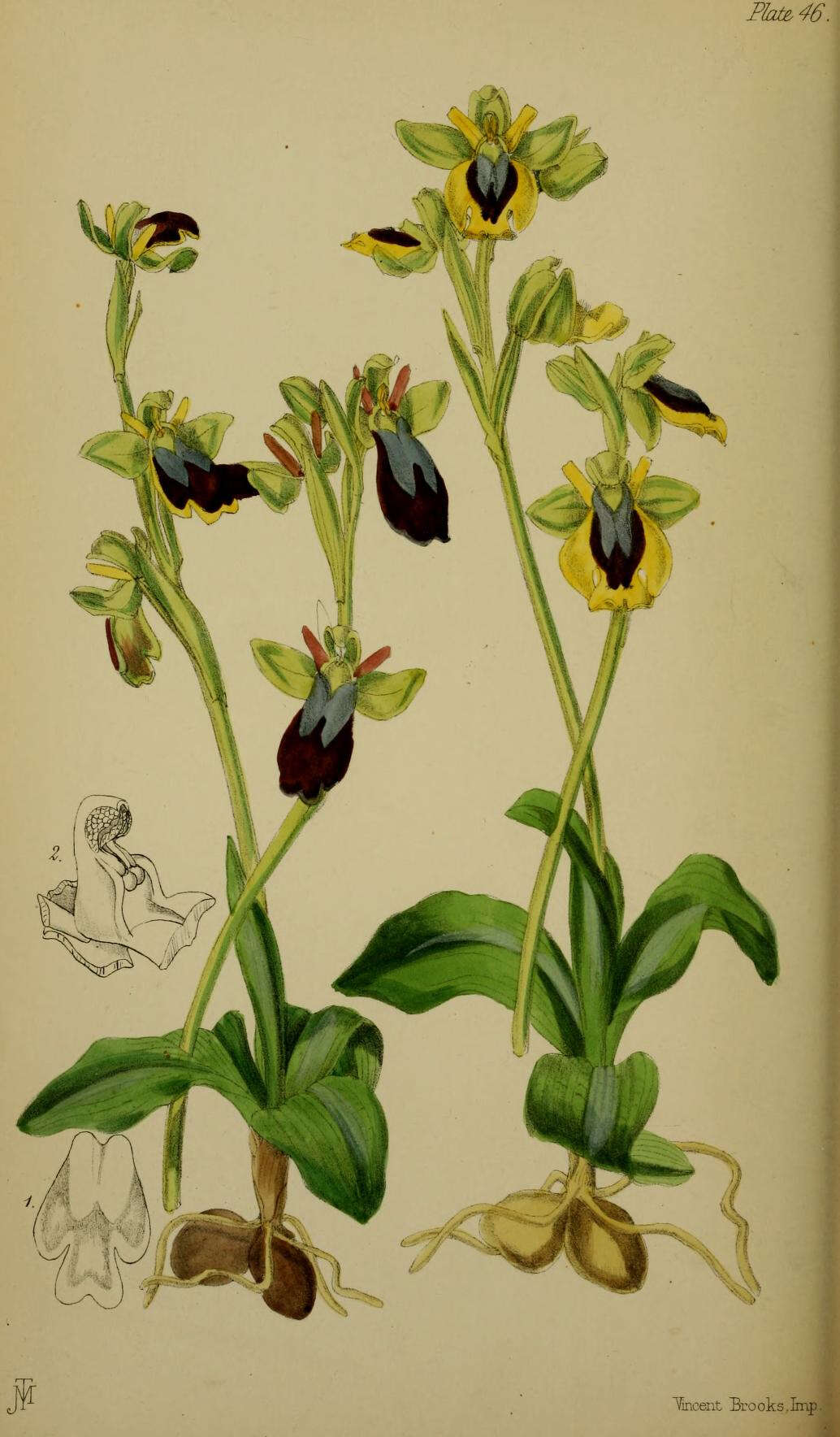 Image of Dark bee orchid