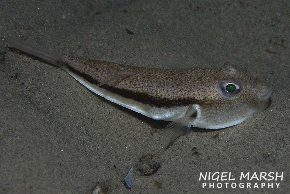 Image of Brush-tail toadfish