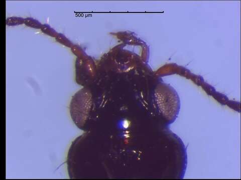 Image of Bembidion (Trepanedoris) frontale (Le Conte 1847)