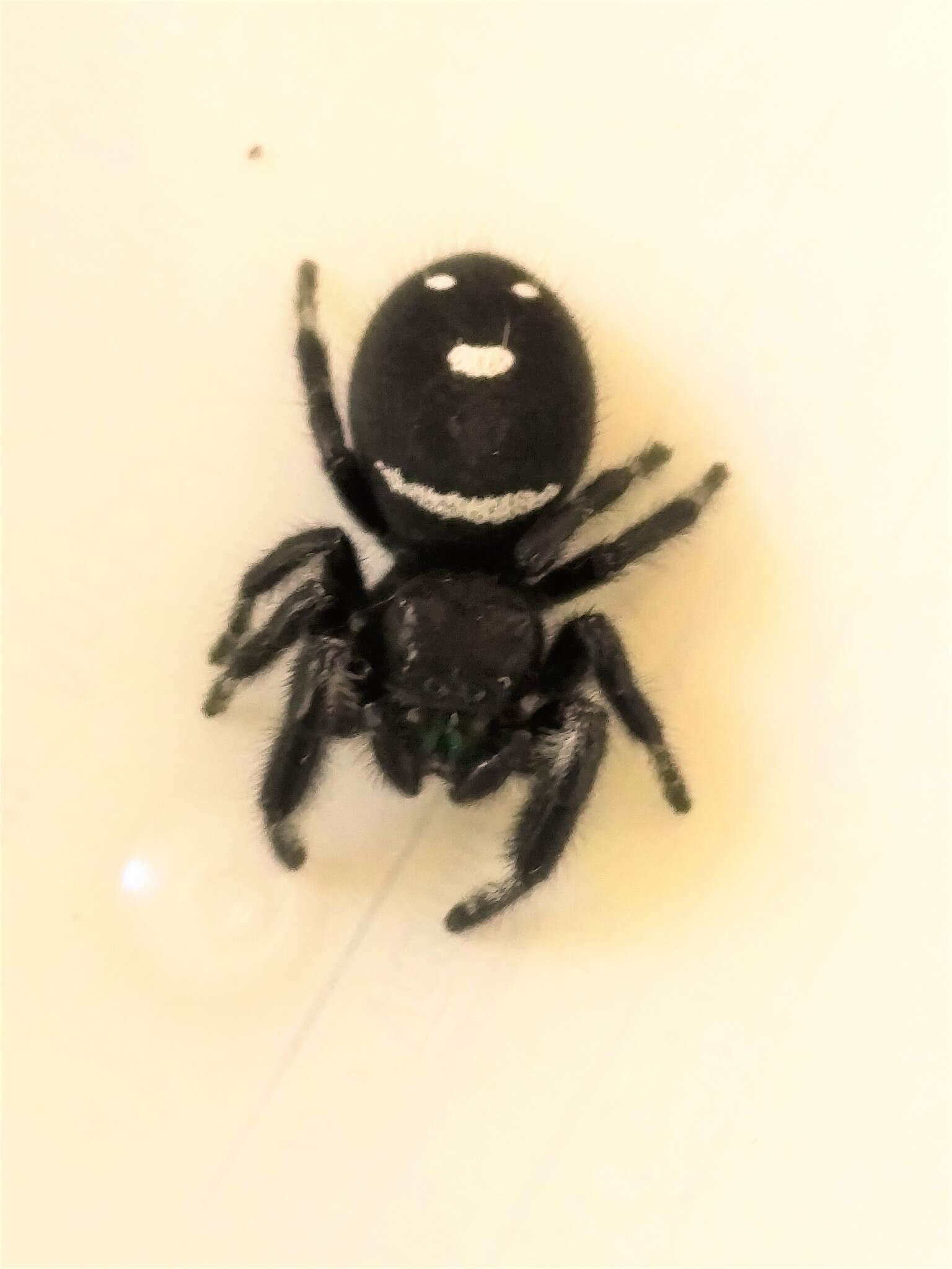 صورة Phidippus regius C. L. Koch 1846