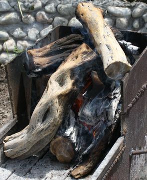 Image of Black saxaul