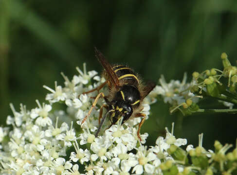 Image of Norwegian Wasp