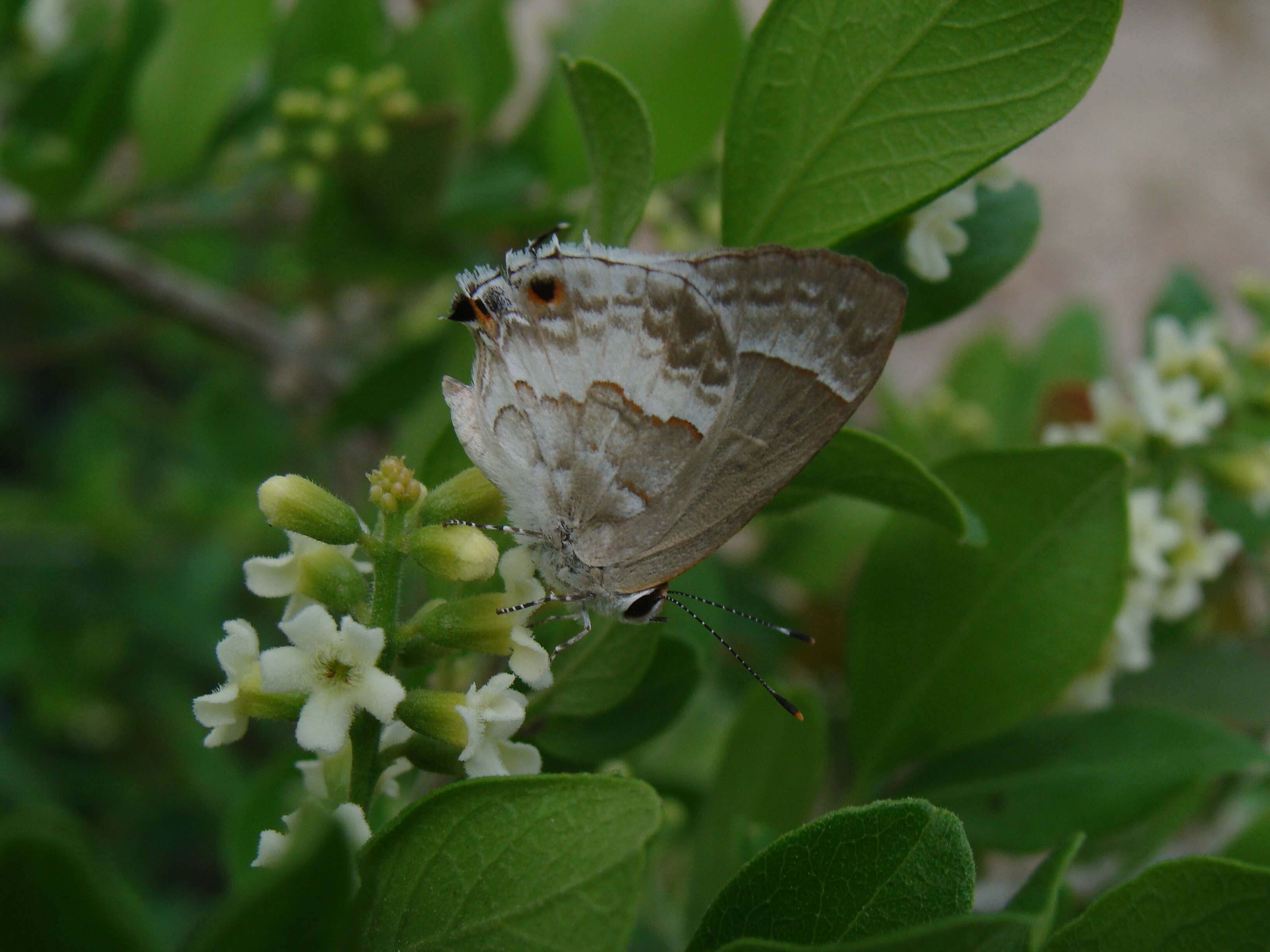 Image of White Scrub-Hairstreak