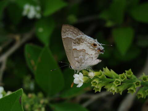 Image of White Scrub-Hairstreak