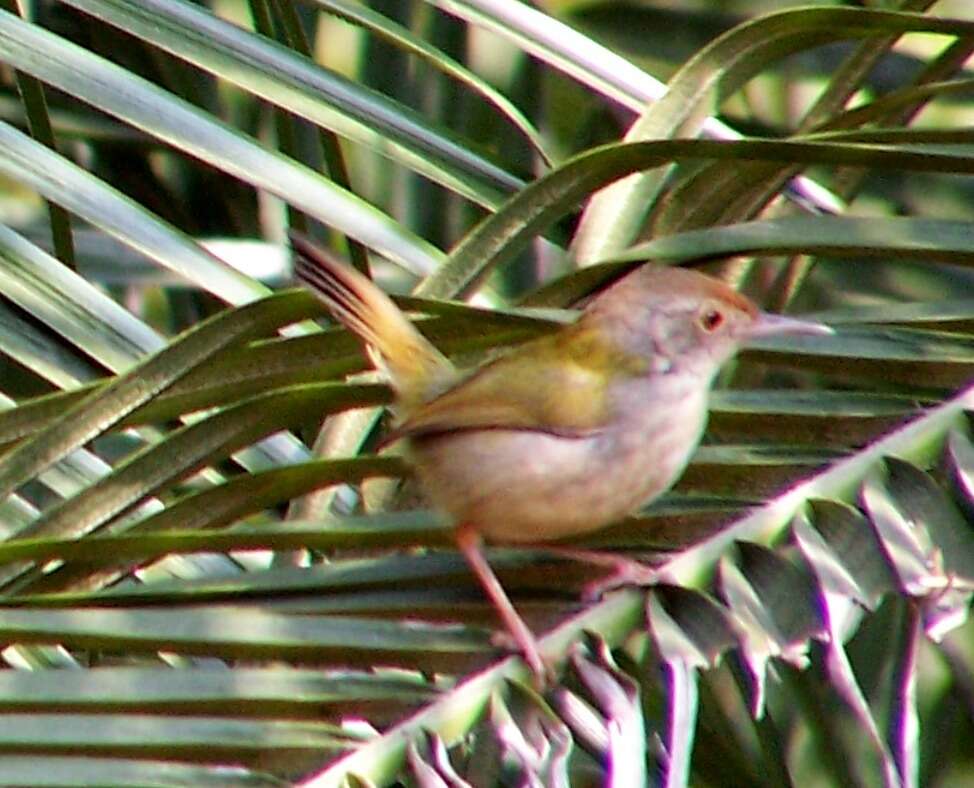 Image de Prinia Horsfield 1821