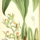 Image of <i>Coelogyne lentiginosa</i> Lindl.