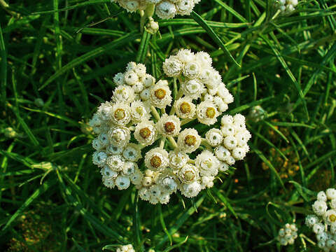 Imagem de Anaphalis margaritacea (L.) Benth.