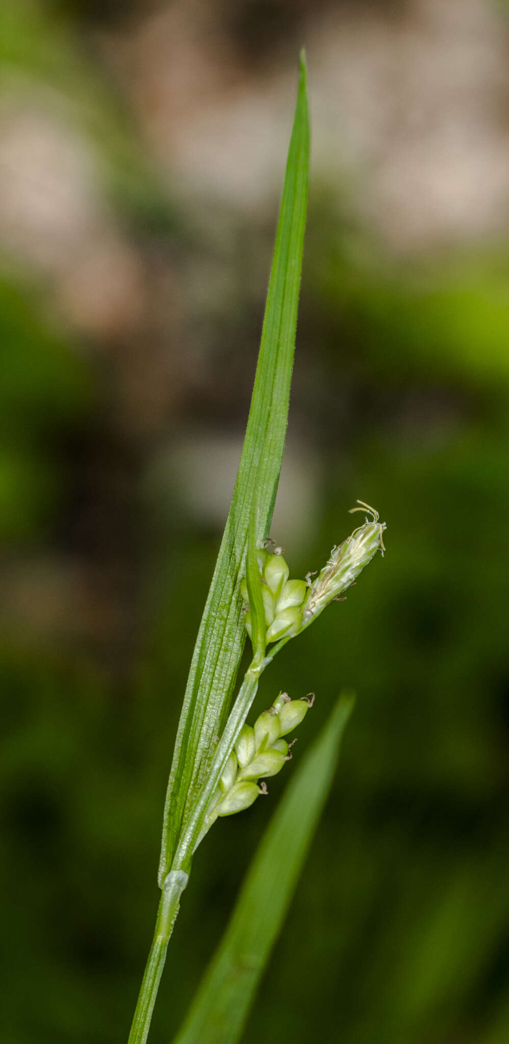 Image of eastern woodland sedge