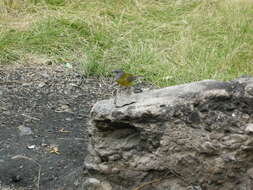 Image of Patagonian Sierra Finch