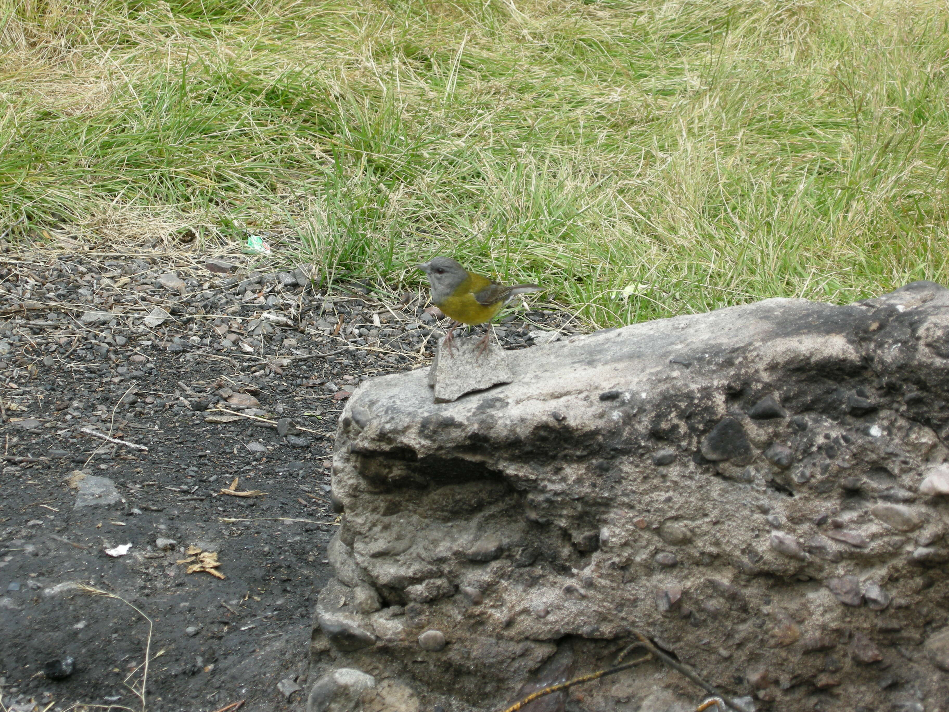 Image of Patagonian Sierra Finch