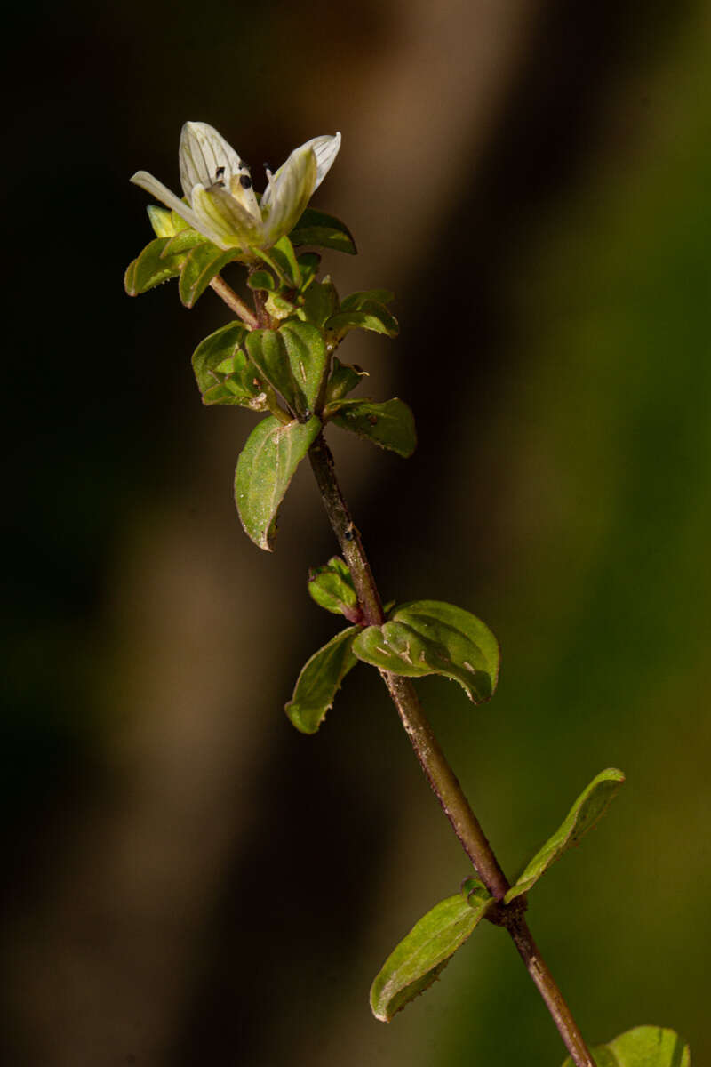 Image of Swertia brownii J. Shah