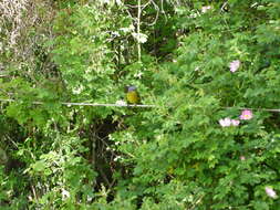 Image of Patagonian Sierra Finch