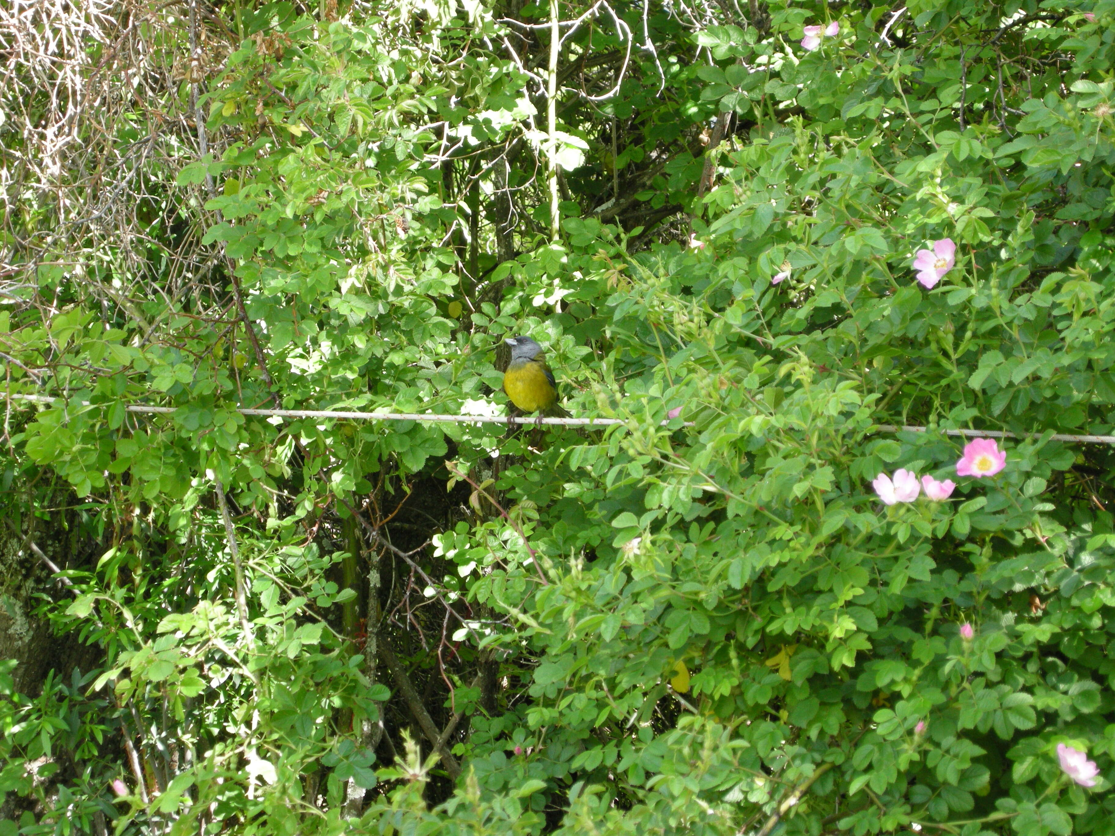 Image of Patagonian Sierra Finch