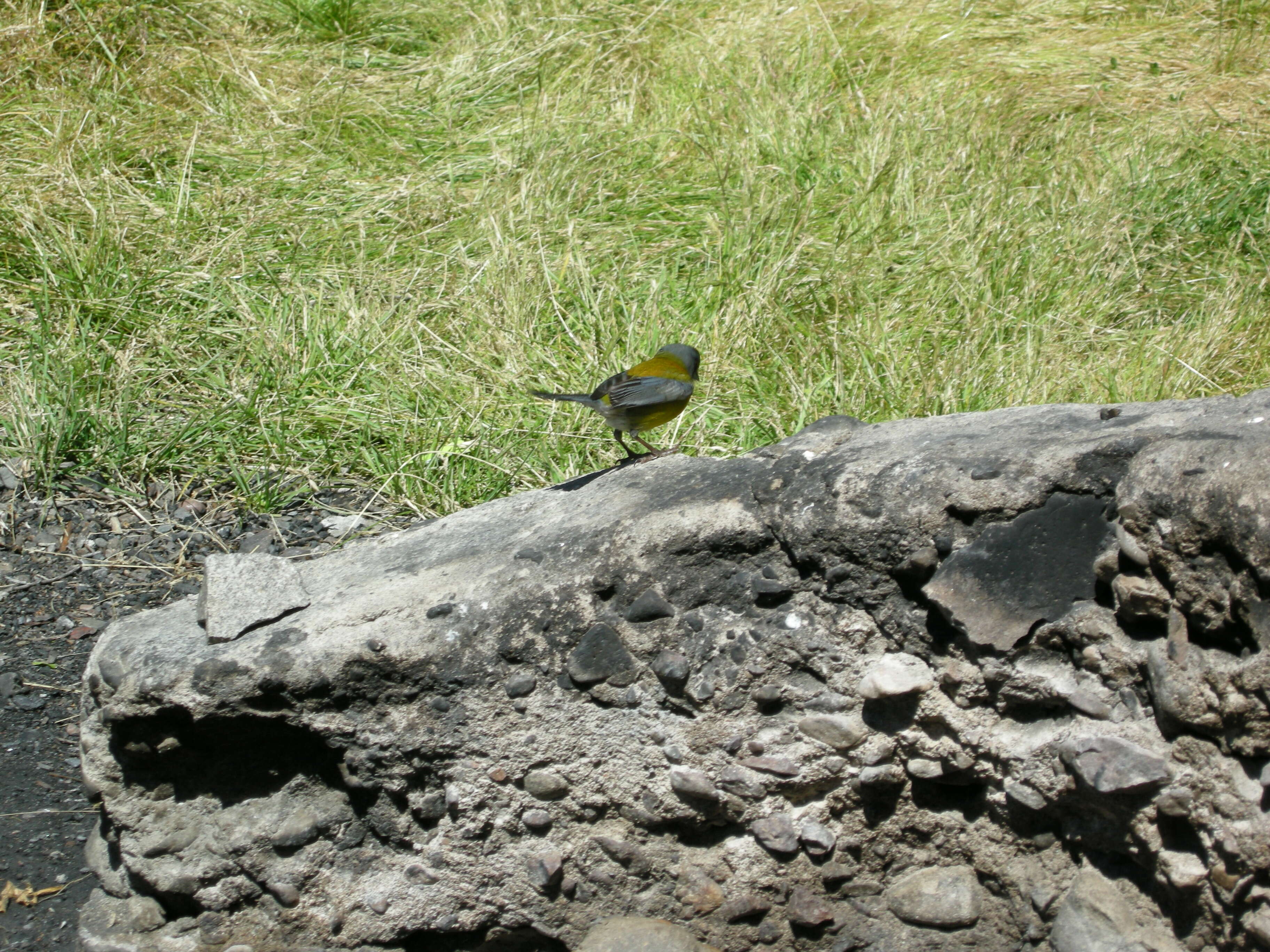 Image of Patagonian Sierra Finch