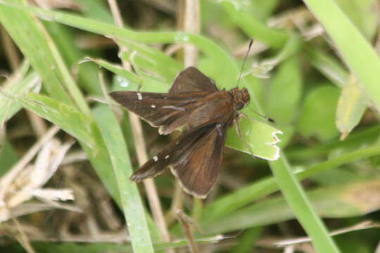 Image of Clouded Skipper