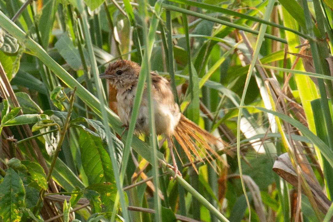 Image of Tawny Grassbird